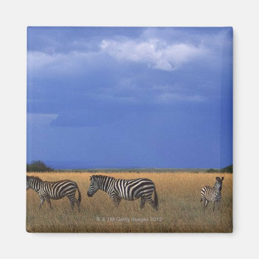 Aimant Grant Zebra 2 (Devant)