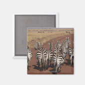 Aimant Grant Zebra 4 (Recto/Verso)