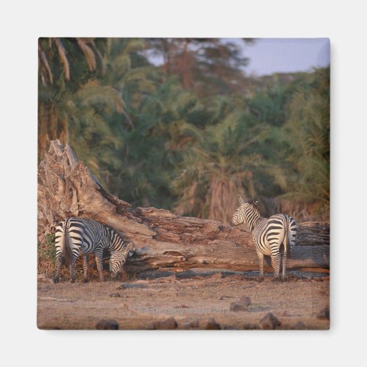 Aimant Grant Zebra 5 (Devant)