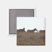 Aimant Grant Zebra 7 (Recto/Verso)