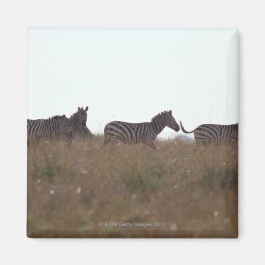 Aimant Grant Zebra 7 (Devant)
