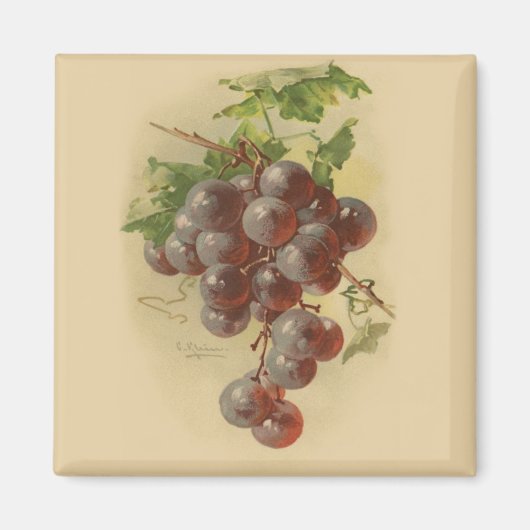 Aimant Grapes de vintage (Devant)