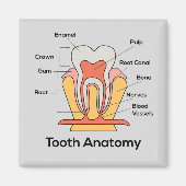 Aimant Graphique d'anatomie des dents (Devant)