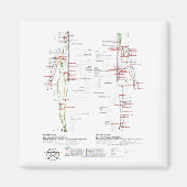 Aimant Graphique des méridiens humains (Devant)