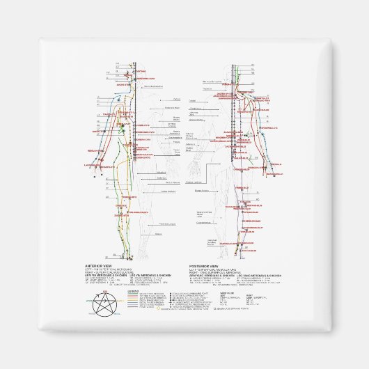 Aimant Graphique des méridiens humains (Devant)