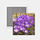 Aimant Grappe de Crocus pourpres Floral de printemps (Recto/Verso)