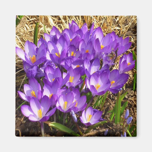 Aimant Grappe de Crocus pourpres Floral de printemps (Devant)