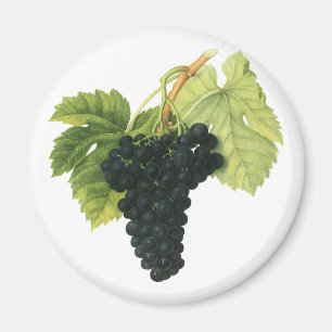 Aimant Grappe de raisin biologique de vin rouge vintage,