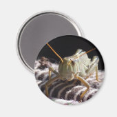 Aimant Grasshopper (Recto/Verso)