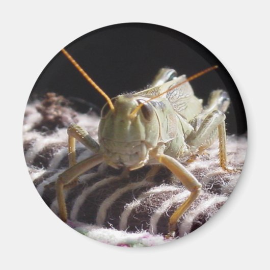 Aimant Grasshopper (Devant)