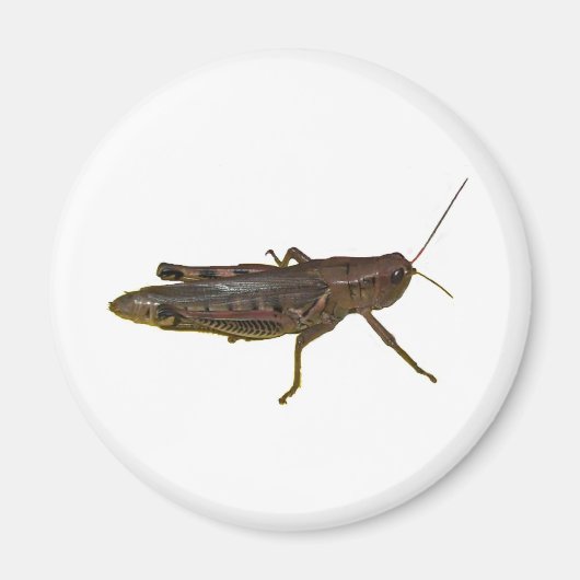 Aimant Grasshopper (Devant)