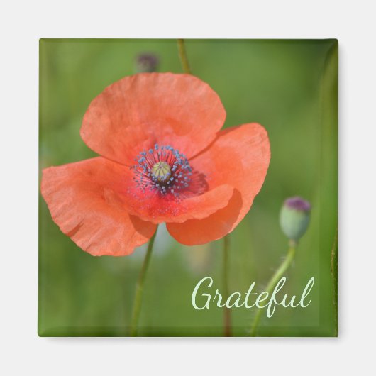 Aimant Gratitude Red Poppy (Devant)