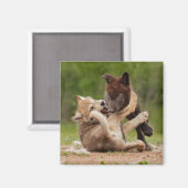 Aimant Gray Wolf Pups Wrestling (Recto/Verso)