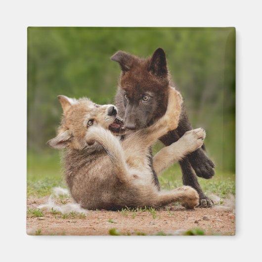 Aimant Gray Wolf Pups Wrestling (Devant)