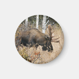 Aimant Grazing Bull Moose