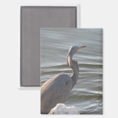 Aimant Great Blue Heron by the Water (Recto/Verso)