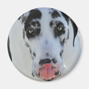 Aimant Great dane - harlequin - ma langue touche mon nez