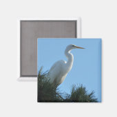 Aimant Great Egret dans la Floride ensoleillée (Recto/Verso)