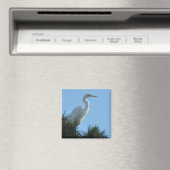 Aimant Great Egret dans la Floride ensoleillée (In Situ (Lave-vaisselle))