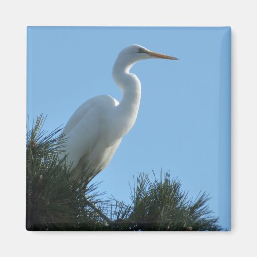 Aimant Great Egret dans la Floride ensoleillée (Devant)