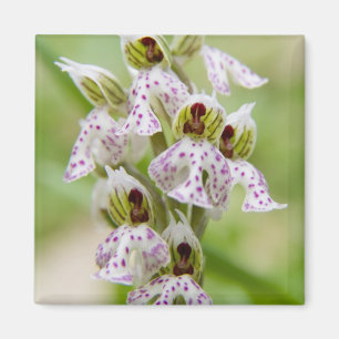 Aimant Grèce, Crète. Orchidée en fleurs Orchis