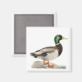 Aimant Green Mallard Chasse au canard Art de la nature (Recto/Verso)