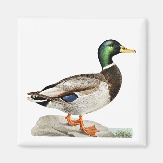 Aimant Green Mallard Chasse au canard Art de la nature (Devant)