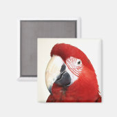 Aimant Green Wing Macaw Prinnie Parrot (Recto/Verso)