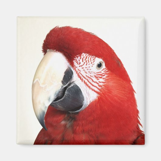 Aimant Green Wing Macaw Prinnie Parrot (Devant)