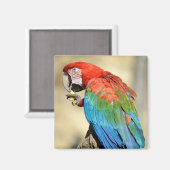 Aimant Green-winged Macaw on perch (Recto/Verso)