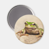 AIMANT GRENOUILLE (Recto/Verso)