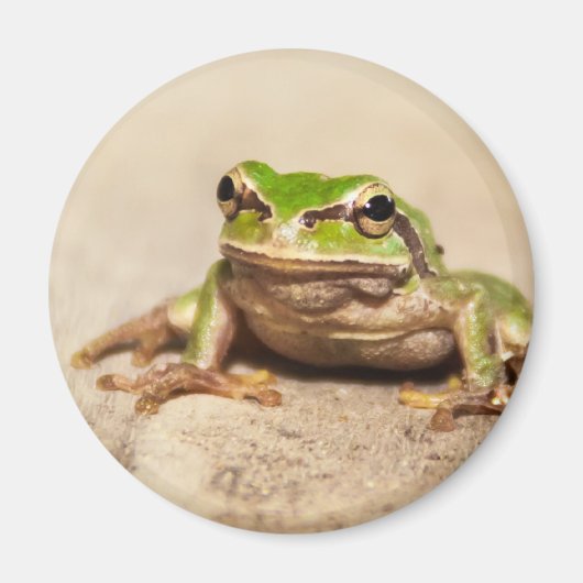 AIMANT GRENOUILLE (Devant)