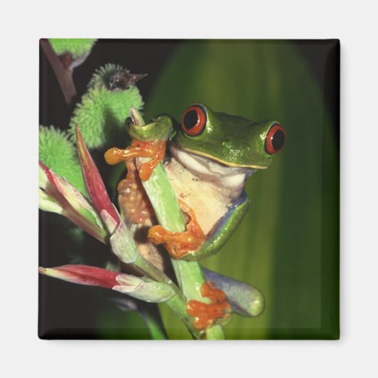 Aimant grenouille (Devant)