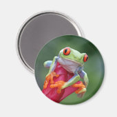 Aimant Grenouille (Recto/Verso)