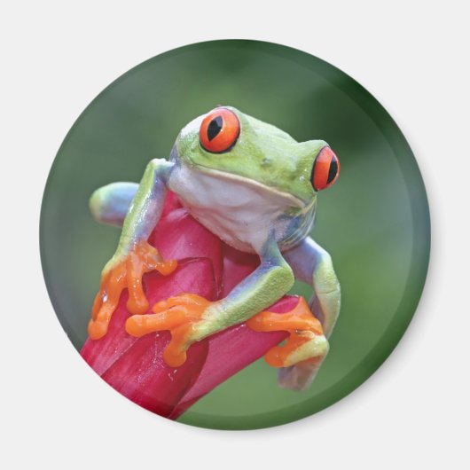 Aimant Grenouille (Devant)