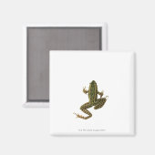 Aimant Grenouille 2 (Recto/Verso)