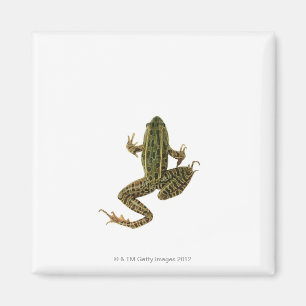 Aimant Grenouille 2