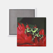 Aimant Grenouille 2 (Recto/Verso)