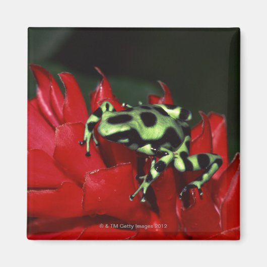Aimant Grenouille 2 (Devant)