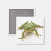 Aimant Grenouille à arbre vert (Recto/Verso)