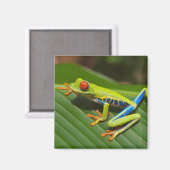 Aimant Grenouille à arbre vert coloré de la Jungle (Recto/Verso)