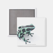 Aimant grenouille à bec noire et verte (dendrobates) (Recto/Verso)