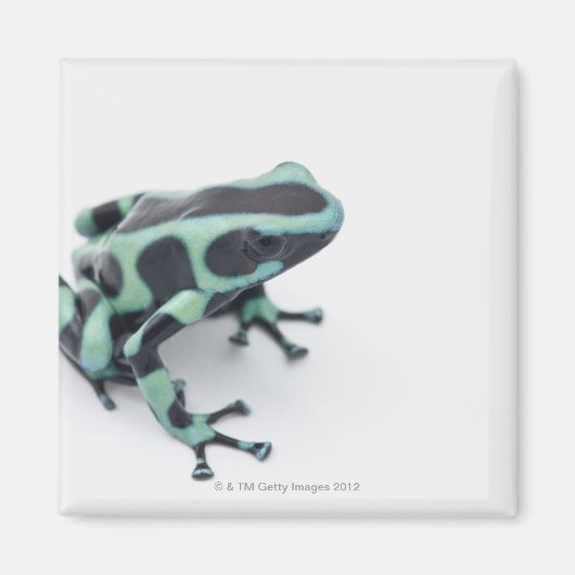 Aimant grenouille à bec noire et verte (dendrobates) (Devant)