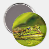 Aimant Grenouille à eau (Recto/Verso)
