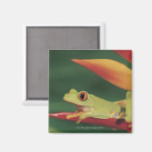 Aimant Grenouille à oeil rouge assise sur la fleur (Recto/Verso)