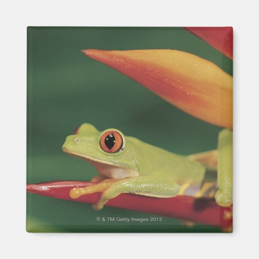 Aimant Grenouille à oeil rouge assise sur la fleur (Devant)