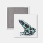Aimant Grenouille à poison noire et verte (Recto/Verso)