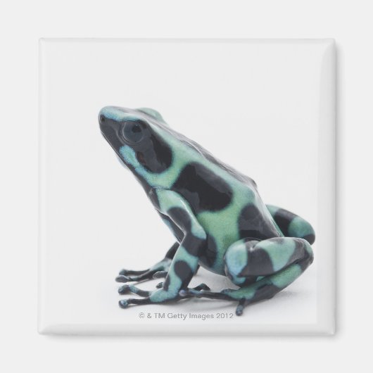Aimant Grenouille à poison noire et verte (Devant)