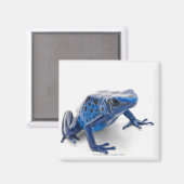 Aimant Grenouille à tarte (Dendrobates Tinctorius) (Recto/Verso)