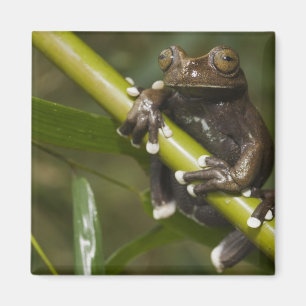 Aimant Grenouille arboricole captive de Tapichalaca Hylos